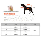 透氣貓咪狗狗背帶套裝 - 戶外散步必備安全裝備