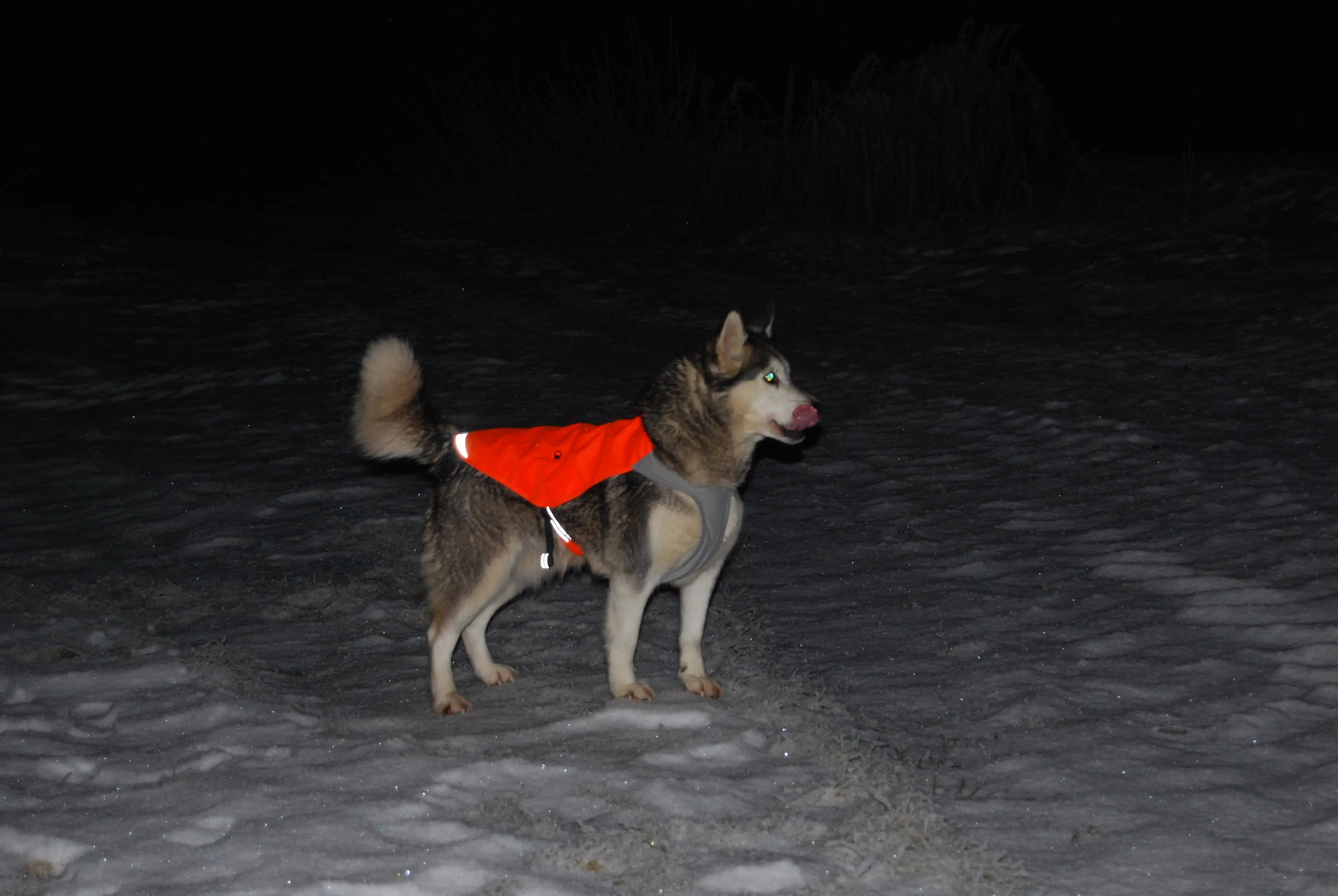 秋季防水狗狗背心 - 輕便透氣寵物戶外服