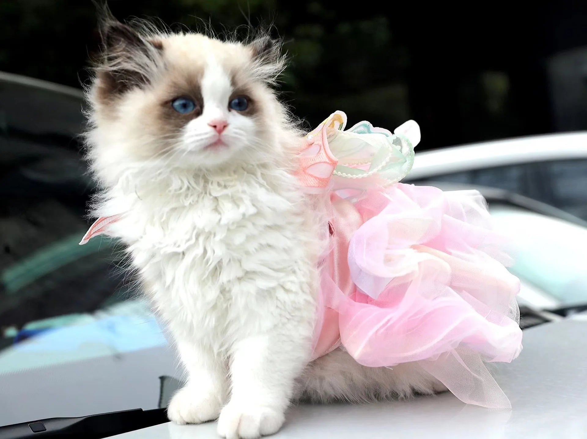 春季公主風貓狗連身裙 - 蕾絲條紋王妃服飾