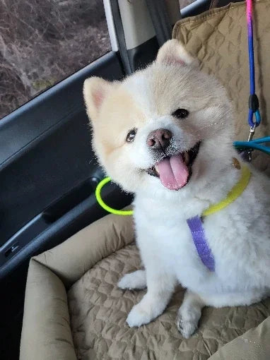 防水狗車座 - 安全舒適出行伴侶